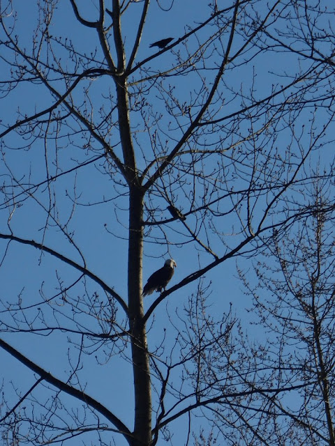 bald eagle in vancouver