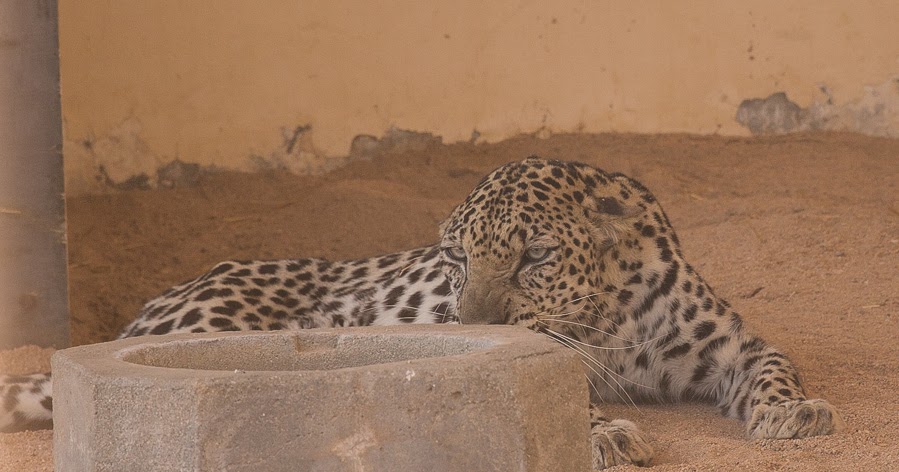 Birds of Saudi Arabia: Southwest Arabian endemic area animals & birds