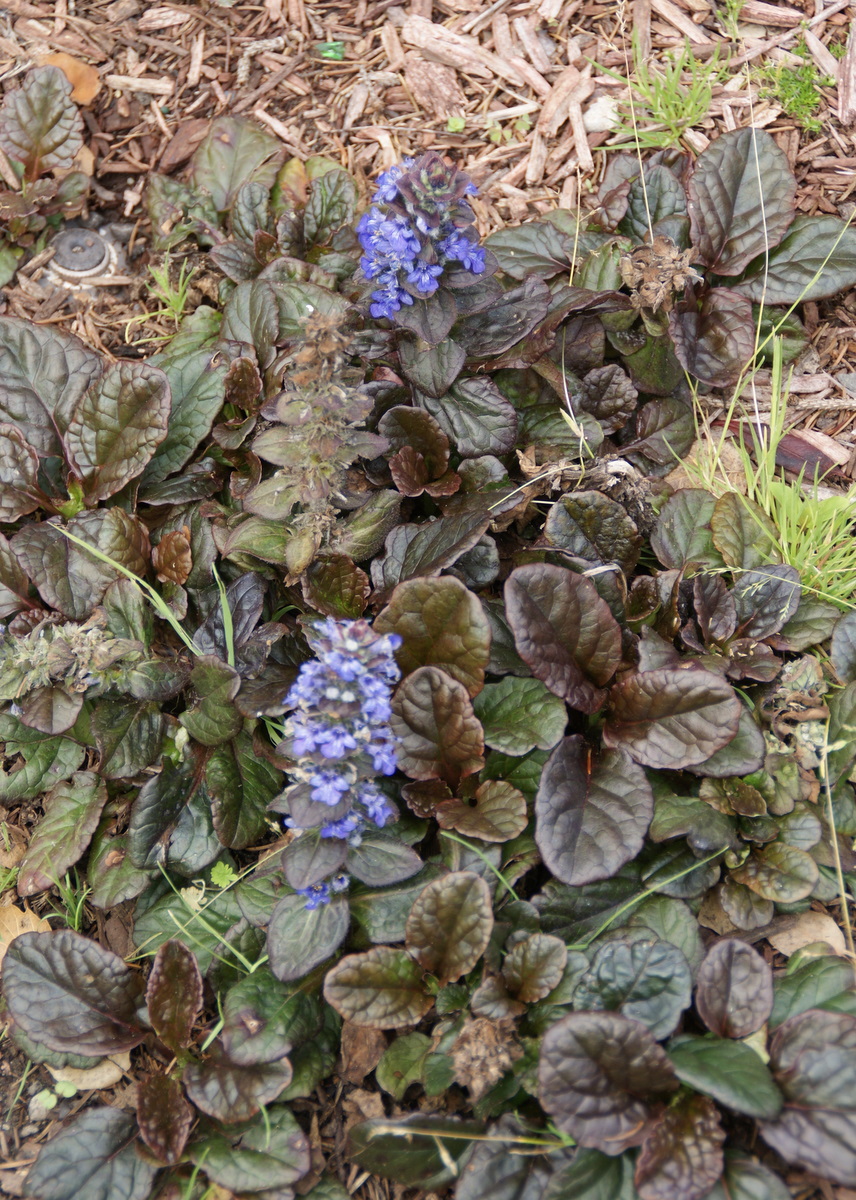 Scented Leaf A Walking Tour Through The Ted And Mary Greig