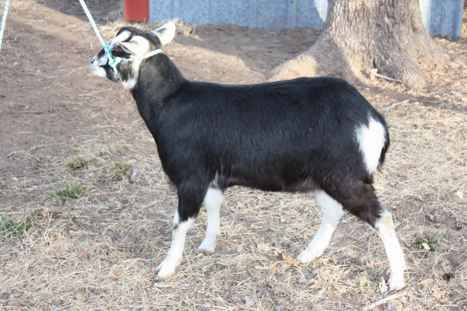 Poppy is a ten month old sixth generation Kinder doe.