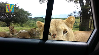 You would never know that lions could open car doors too