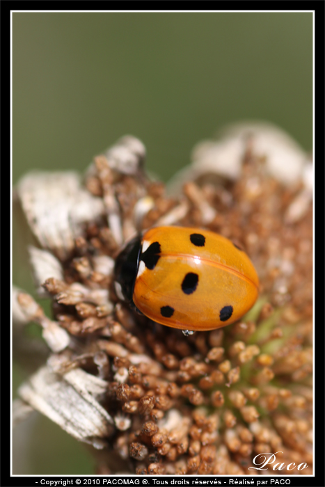 macro de coccinelle par paco artiste peintre illustrateur graphiste