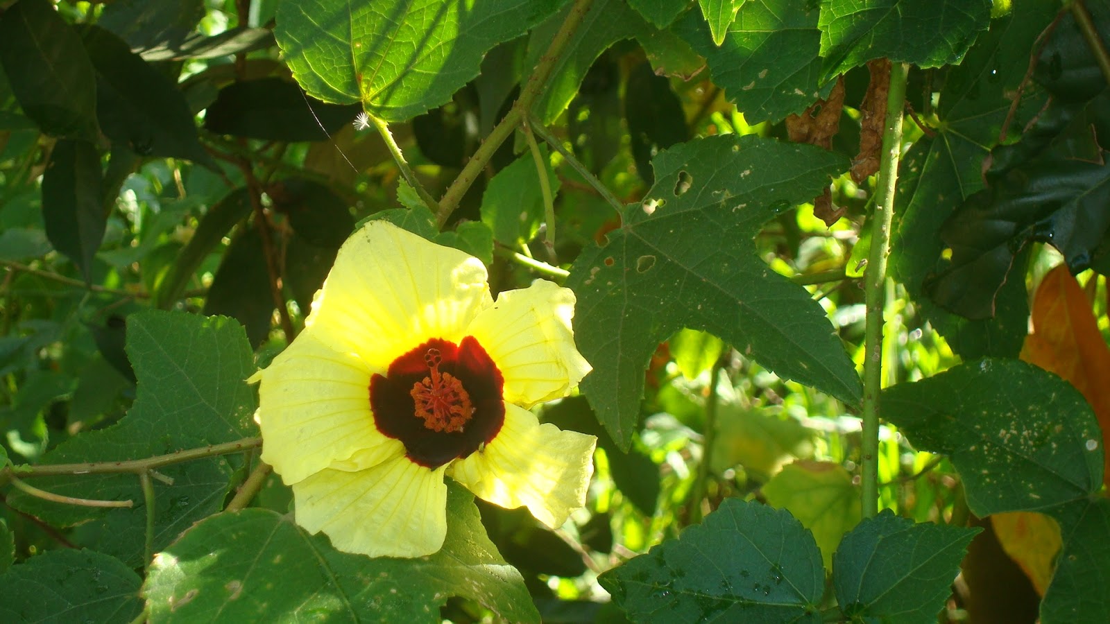 Flowers Blooming in Wild in Sri Lanka