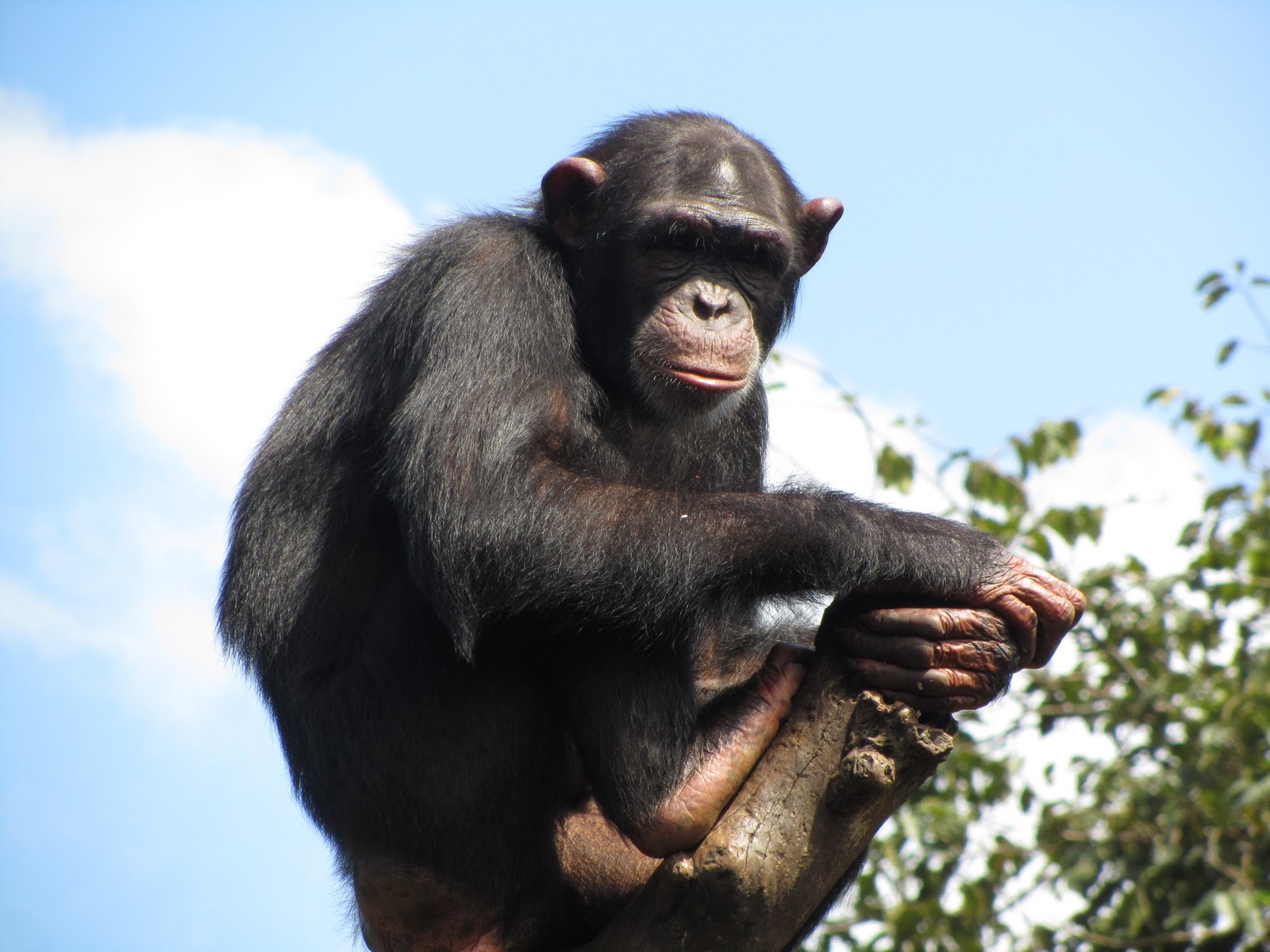 Chimpanzee Swimming