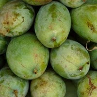 Mangga Paling Bagus Buat Kesehatan Usus - Kesehatan Borneo Mangga Paling Bagus Buat Kesehatan Usus - Kesehatan Borneo