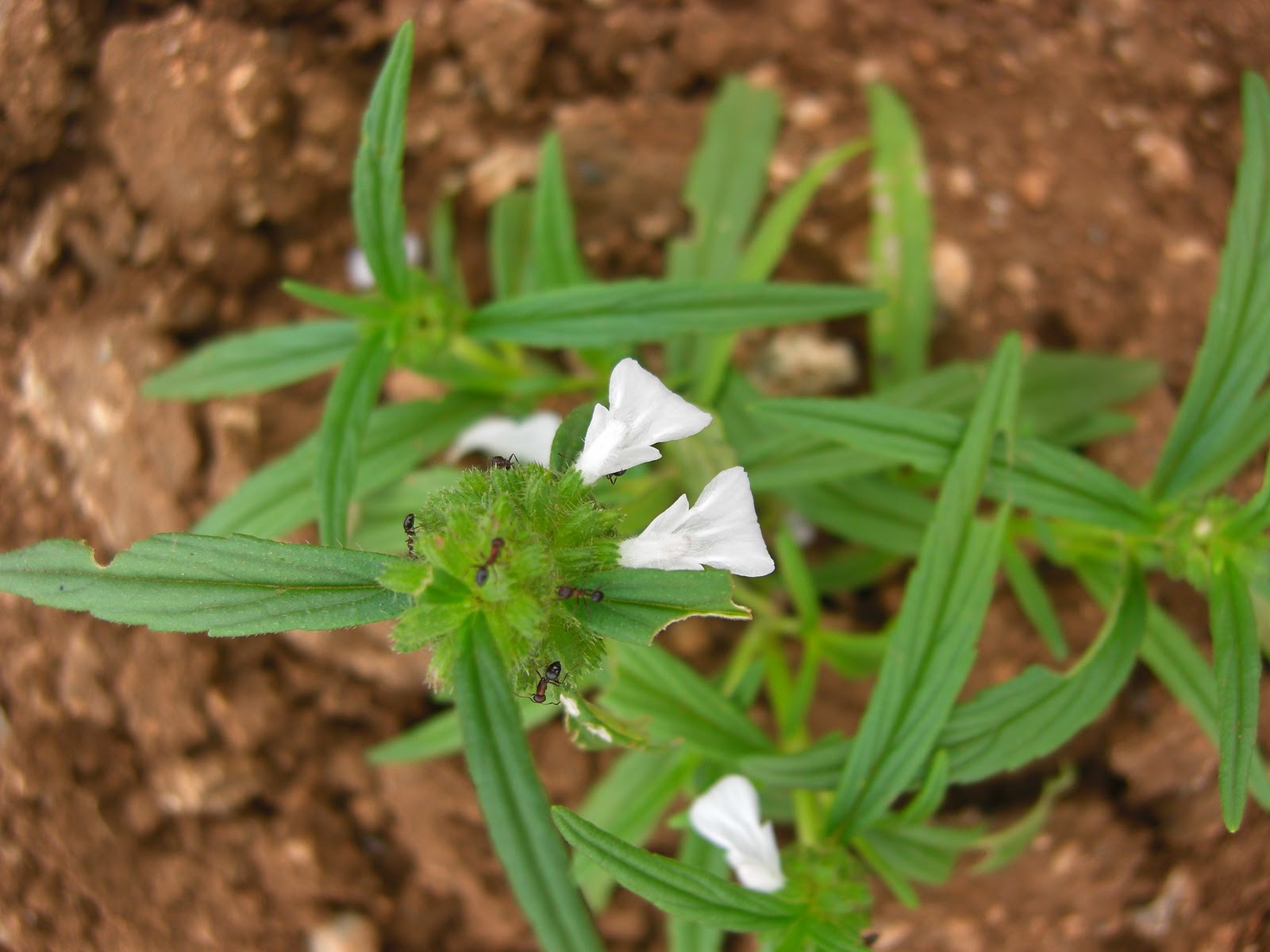 IMAGES AND ITS NAME OF SOME IMPORTANT MEDICINAL PLANTS