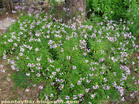 Erysimum scoparium