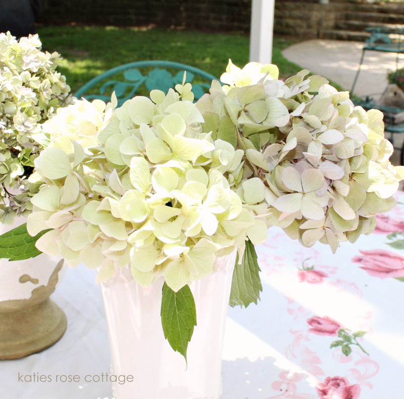 dry hydrangea