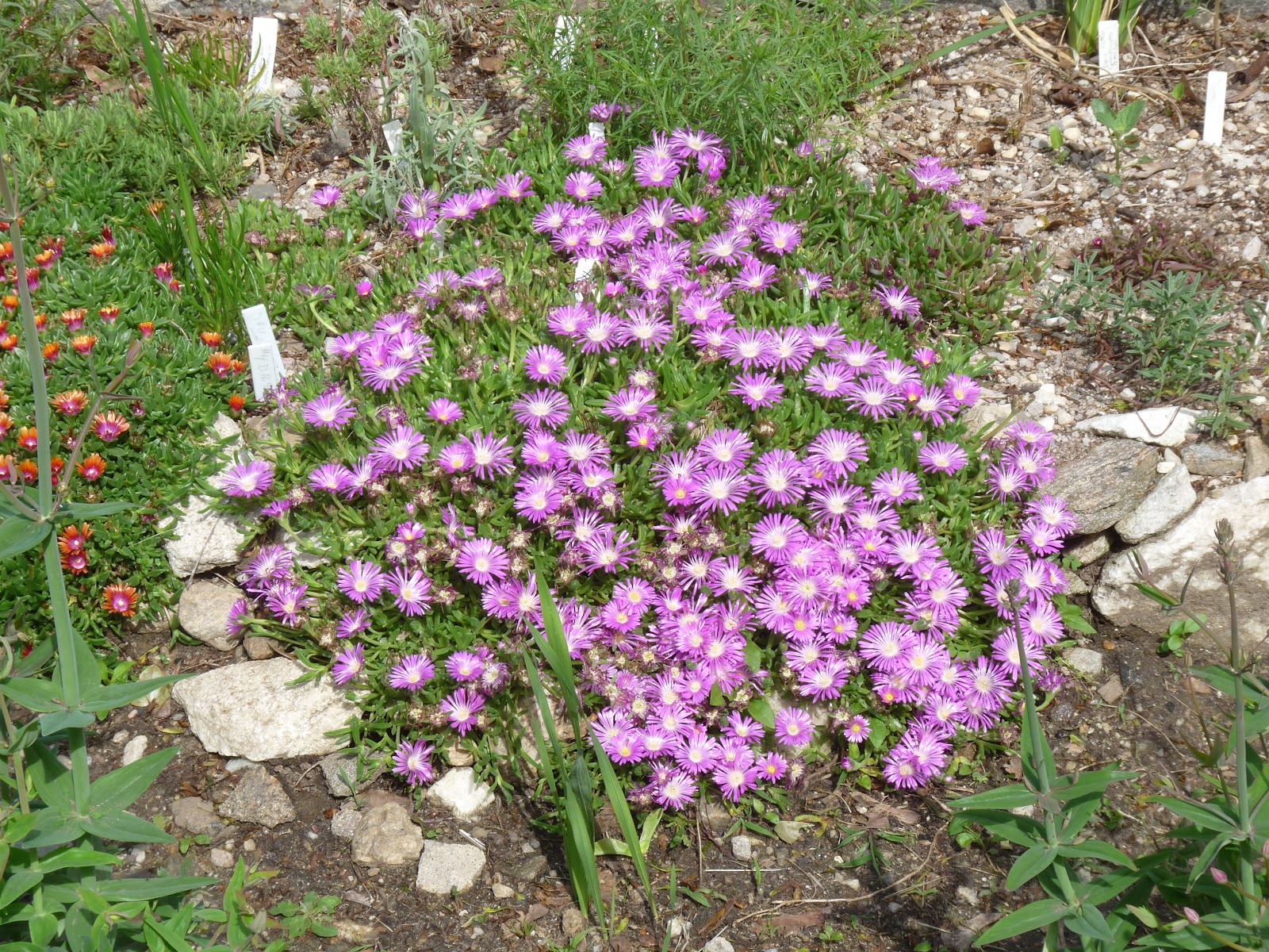 A not so simple garden: Fire and Ice(plants)