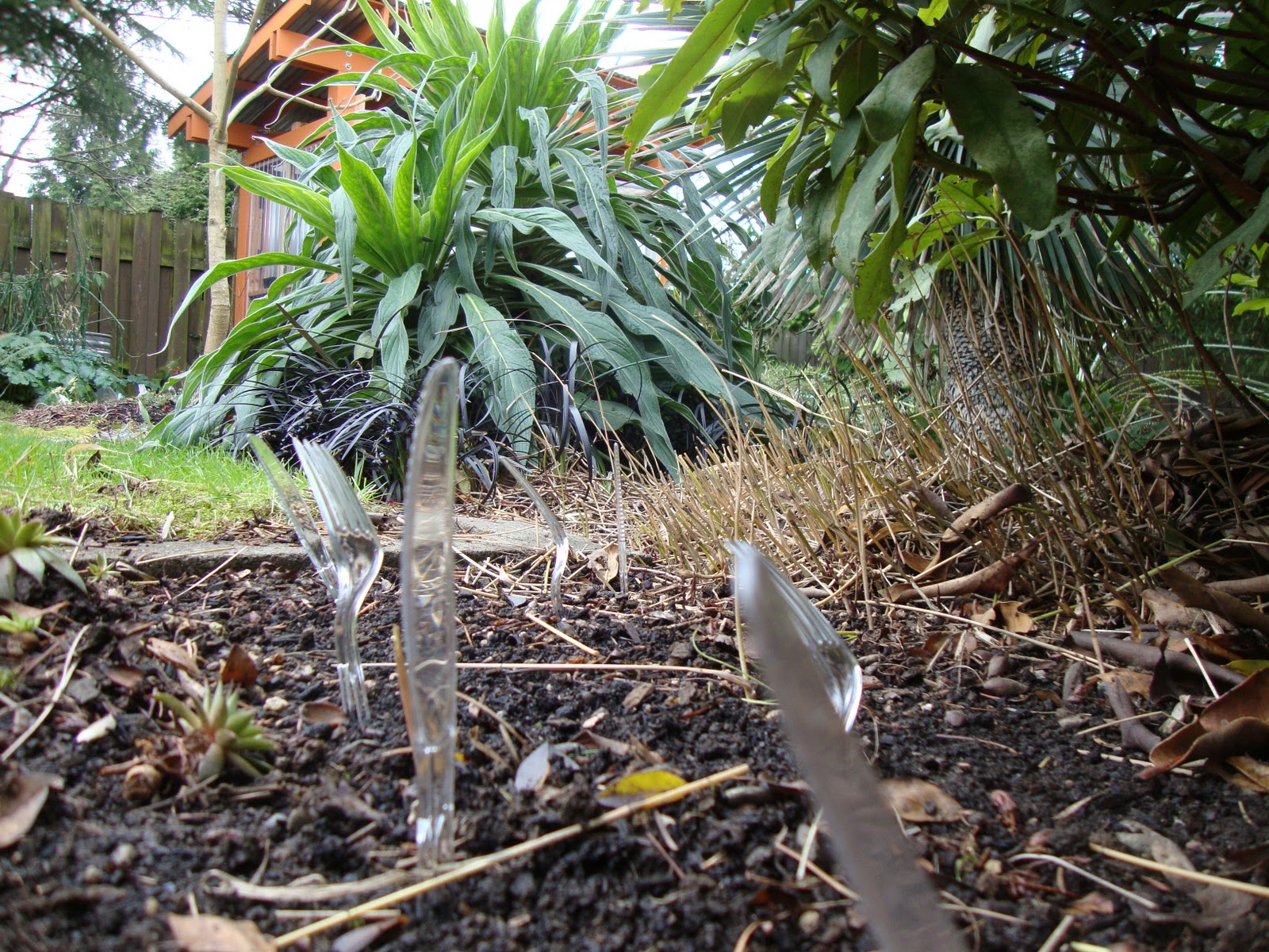danger garden Forks…in the garden…what?
