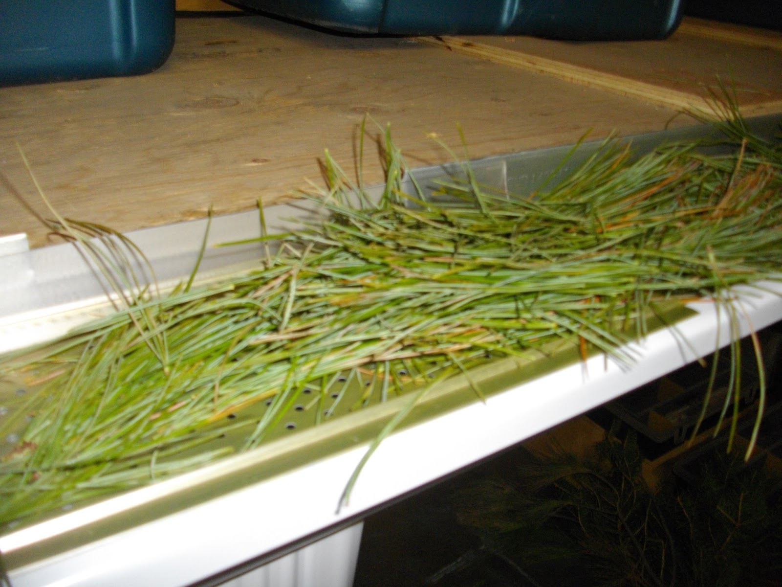 Toronto Eavestroughing Clean Outs For Pine Needles