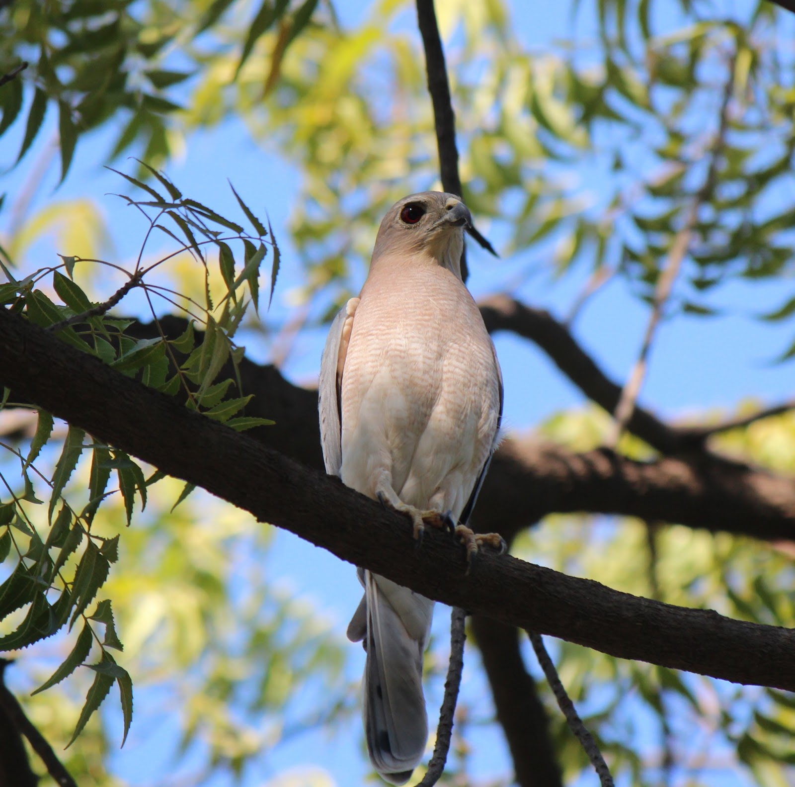 Birding Goa Birds of Prey found in goa