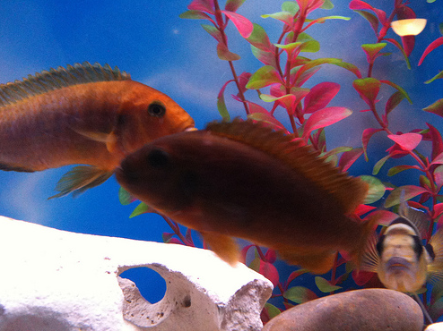 akvaryum balik avm