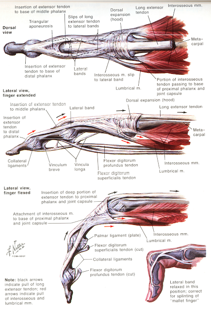 Radshare: BOUTENNIERE DEFORMITY
