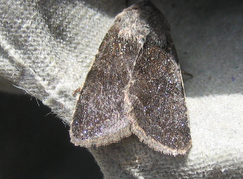 Martin's Moths Sparkling water