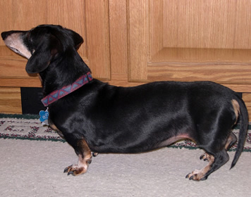 Daschund Dog