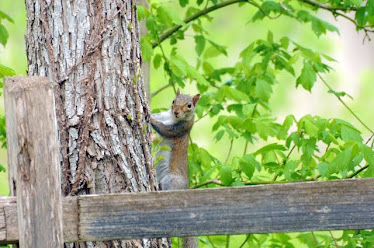 Fox Squirrel