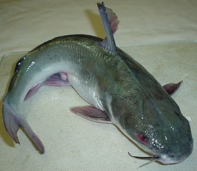 Catfish-Farming-Nigeria-Picture
