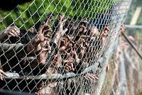 the-walking-dead-season-4-zombies-fence
