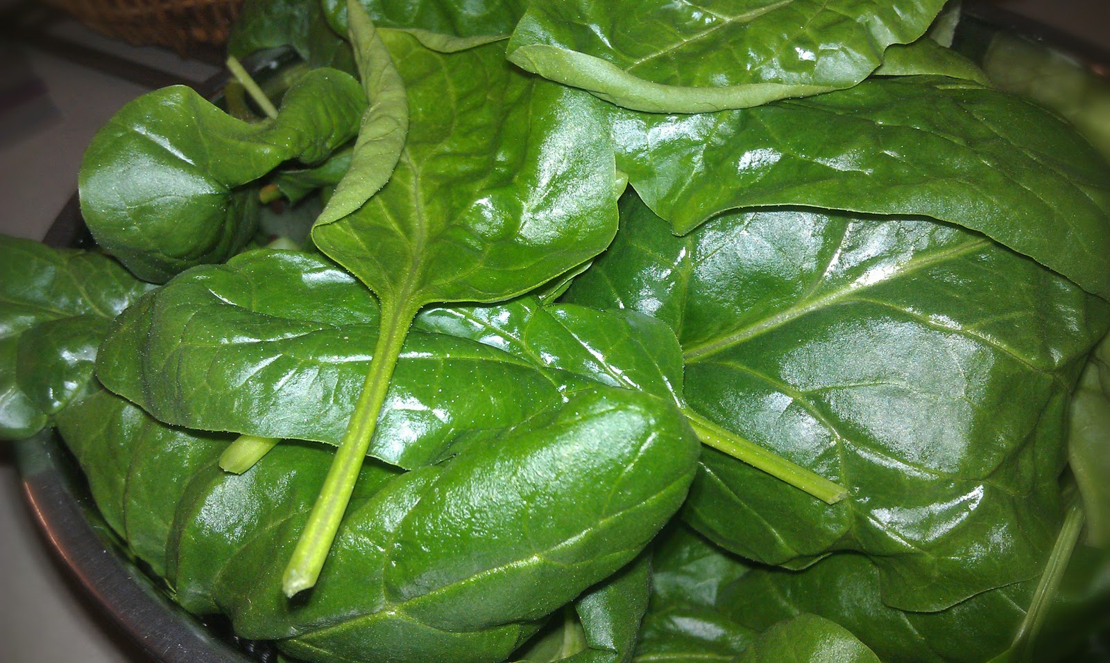 Backyard Urban Gardening Grow Your Own Food Hydroponic Spinach