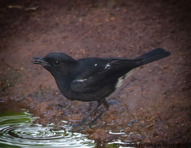 Pied Bushchat bird drinking water from puddle