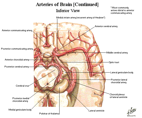 Pin Em Neurovascular