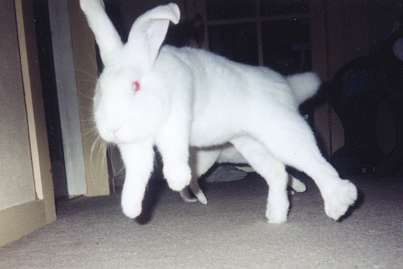 Just Another Static Heart Bunny Language Binkies