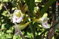 Galeandra Lacustris