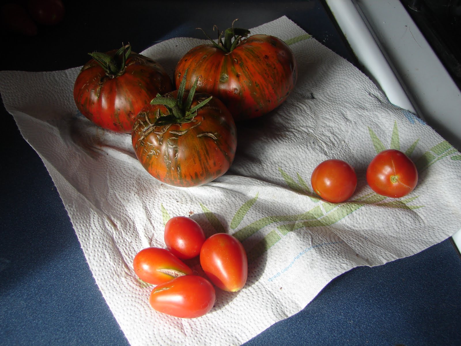 Tomatoes+8-24-11+003.jpg