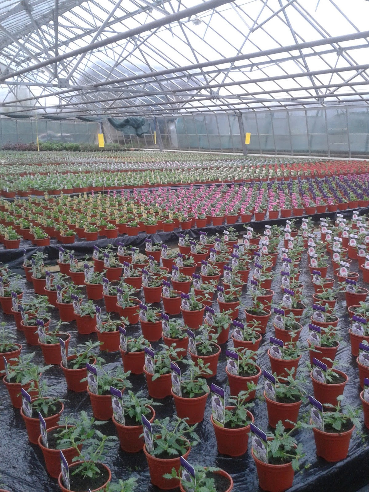 St. Bridget's News Summer bedding plants coming soon to our garden centres