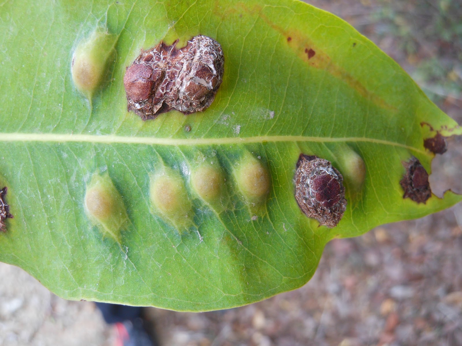 Syzygium cumini (jambul) | JOURNEY TO THE WILD