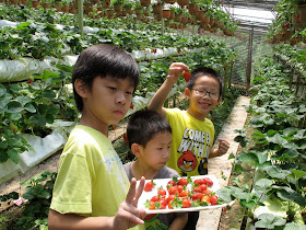 Pick Your Own Strawberry!!