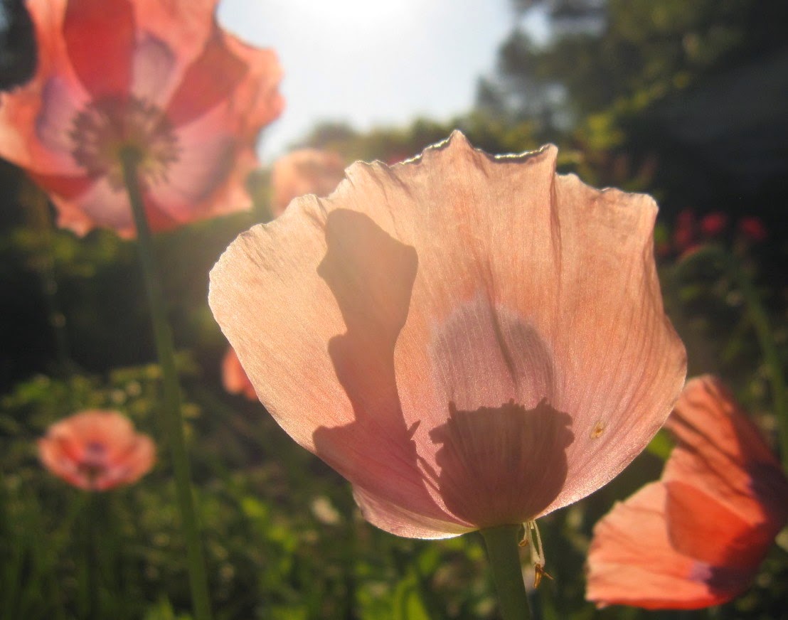 Peach Poppy Love