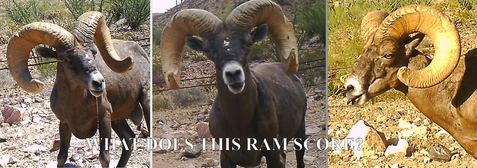 WHAT+DOES+THIS+RAM+SCORE.+How+to+score+bighorn+sheep.++Field+Judging+and+Scoring+Desert+Bighorn+Sheep+with+Jay+Scott+Outdoors+and+Colburn+and+Scott+Outfitters.jpg