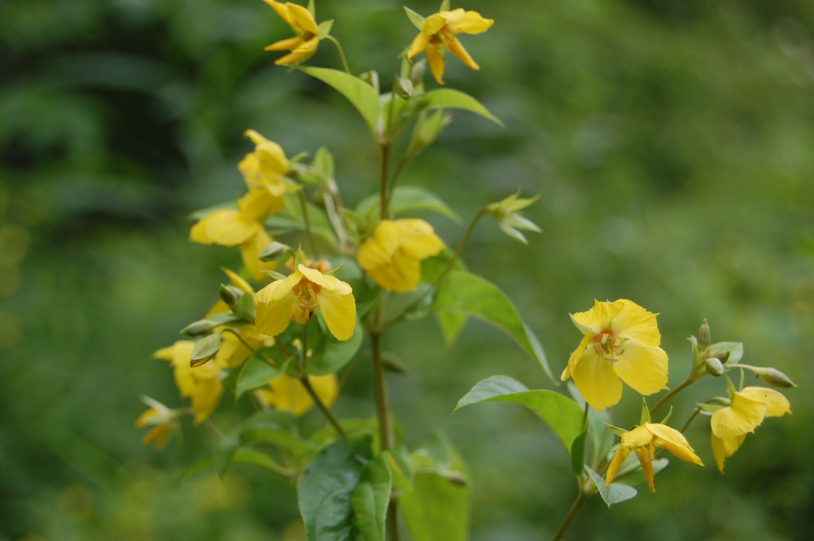 Sprouts Maine Wildflowers Along the Roadside in July