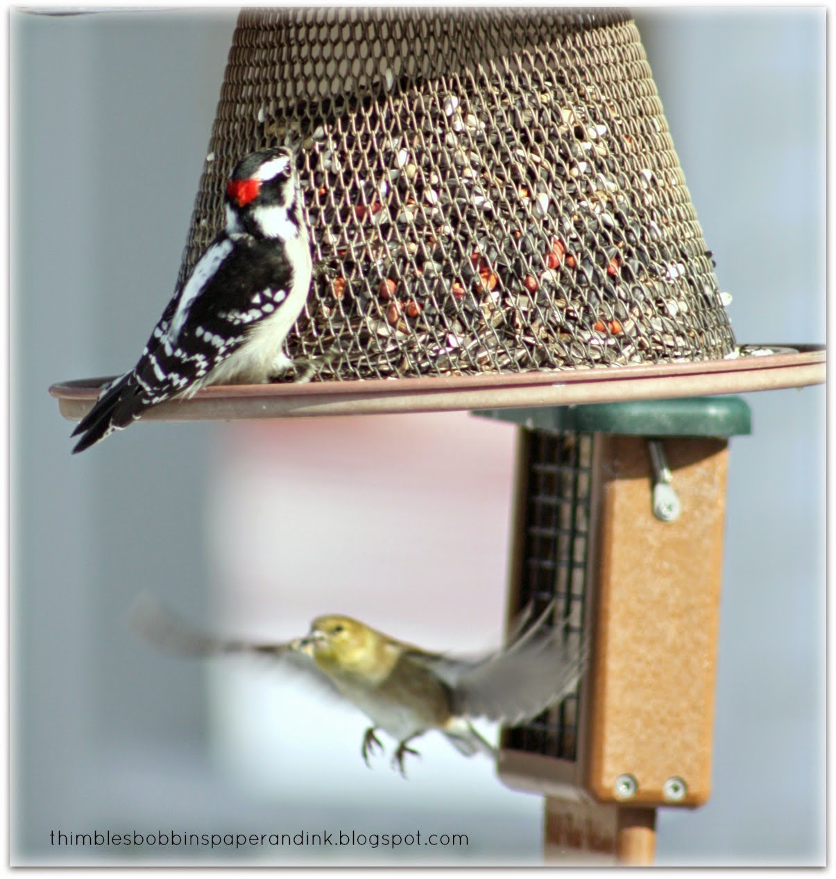 Thimbles, Bobbins, Paper and Ink Homemade Bird Suet