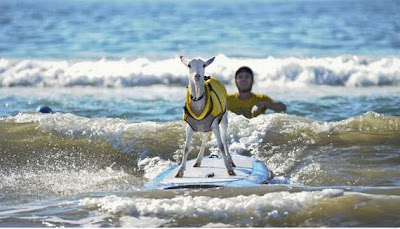 The Surfing Goat