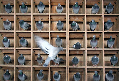 Pigeons.jpg?imgmax=400