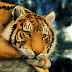 Fondo de Pantalla Animales Tigre creado por ordenador