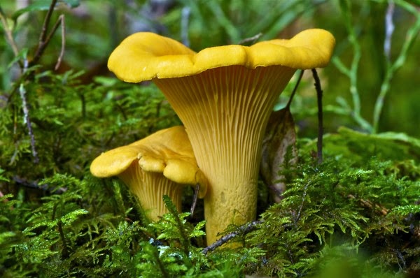 Chanterelle Mushroom yellow wild mushroom beautiful photography wallpaper (1) Chanterelle Mushroom yellow wild mushroom beautiful photography wallpaper (1)