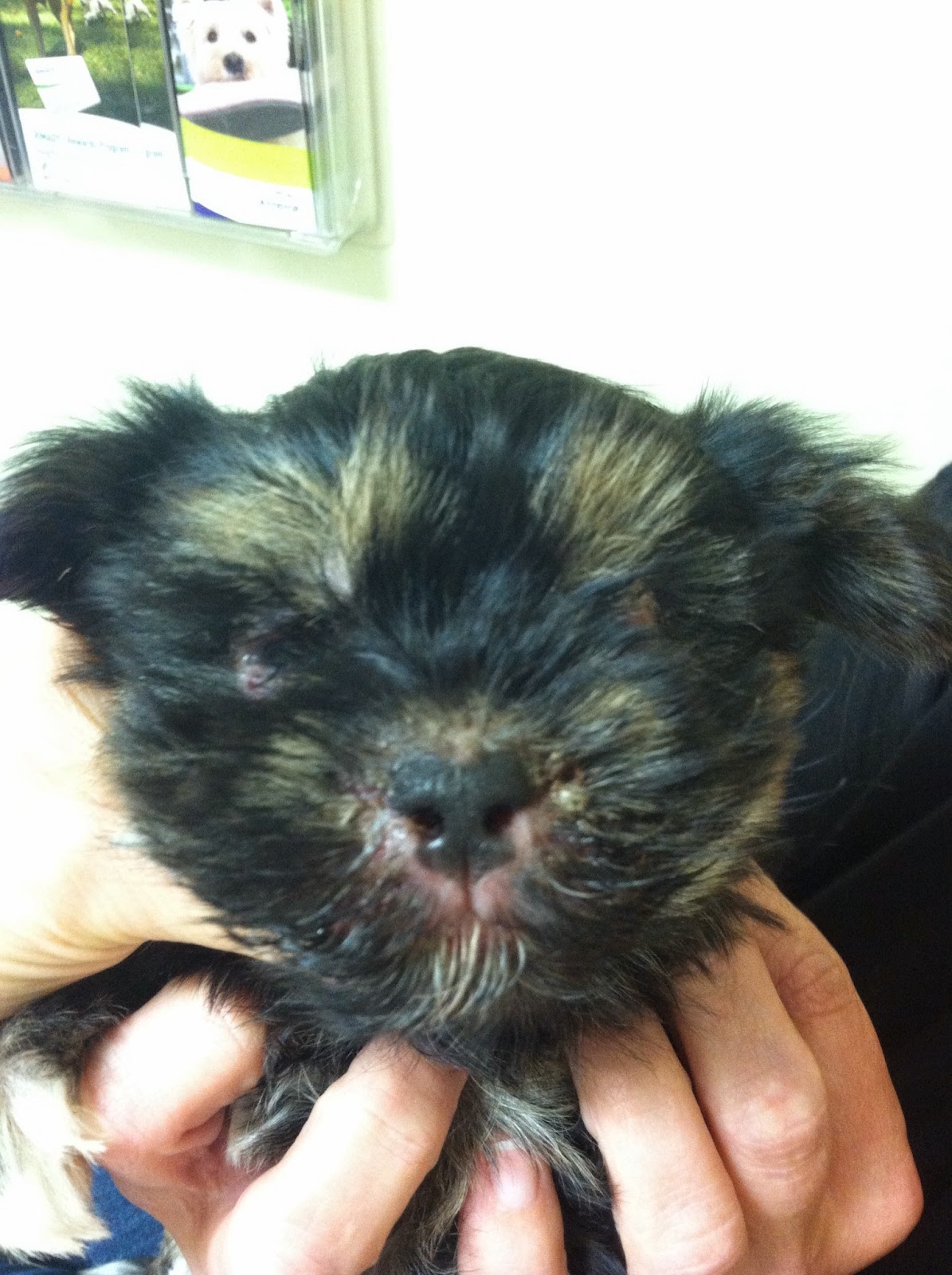 Diary of a RealLife Veterinarian Puppy Strangles, Beau's Story