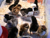 Chicks, Chicks, Chicks