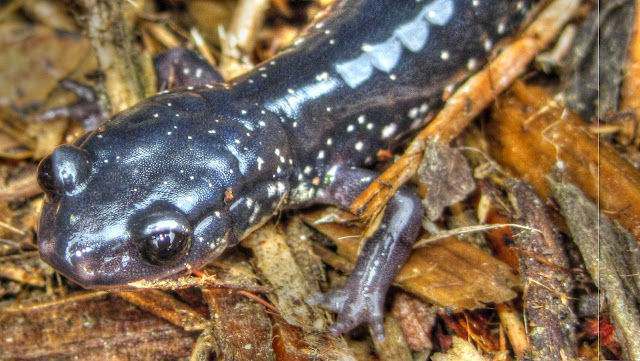 White Spotted Slimy Salamander