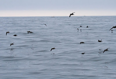 Shearwaters