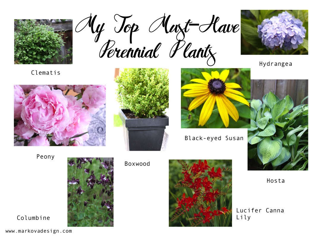 Three Dogs In A Garden The New Dwarf Hydrangeas