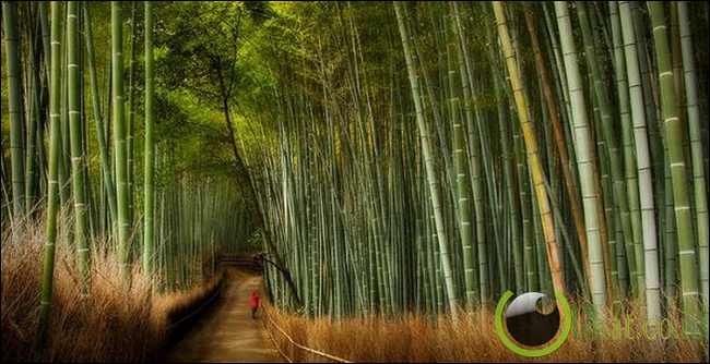 Jalan Bambu, Jepang Jalan Bambu, Jepang