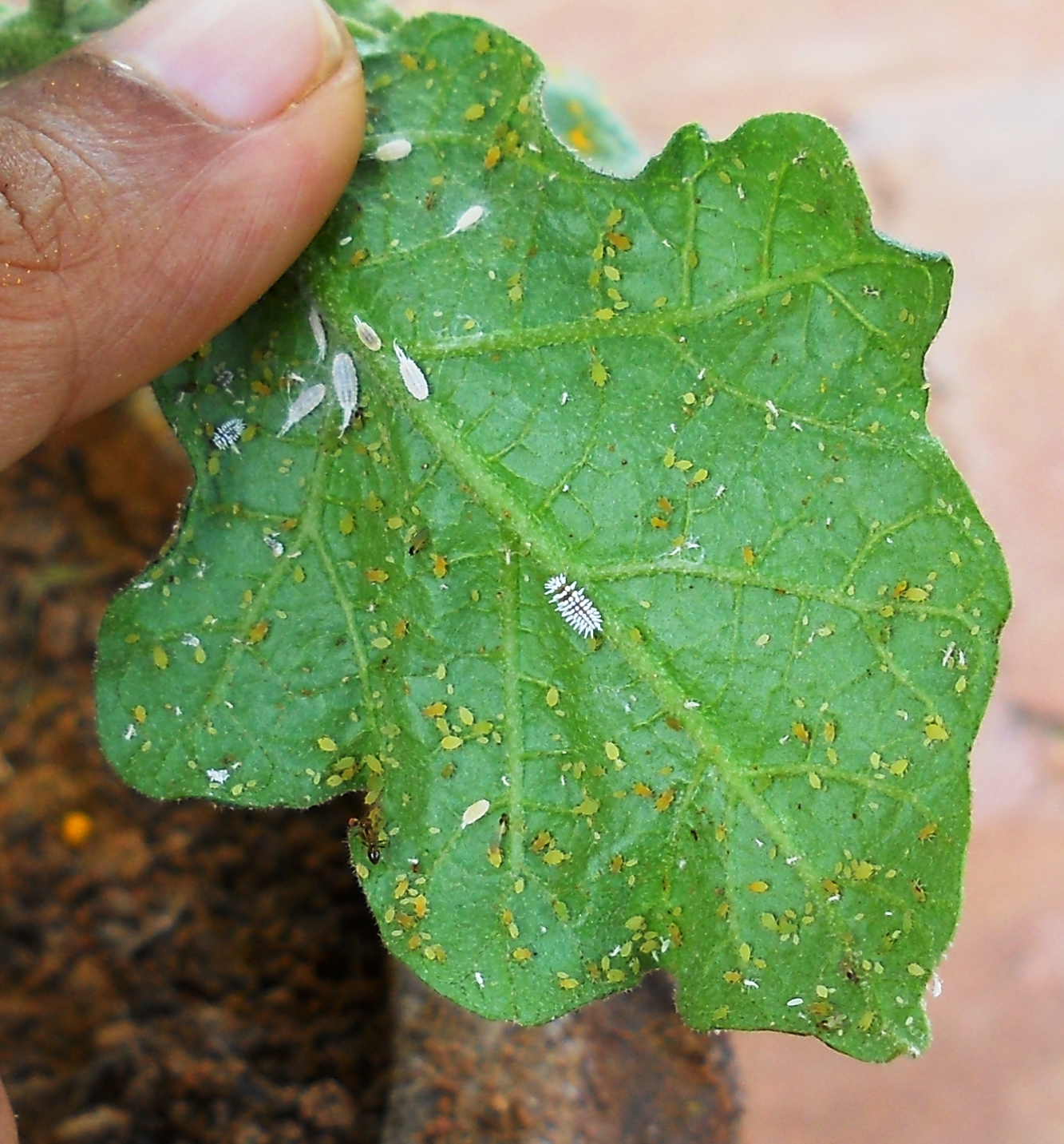 White aphids on tomato plants Idea