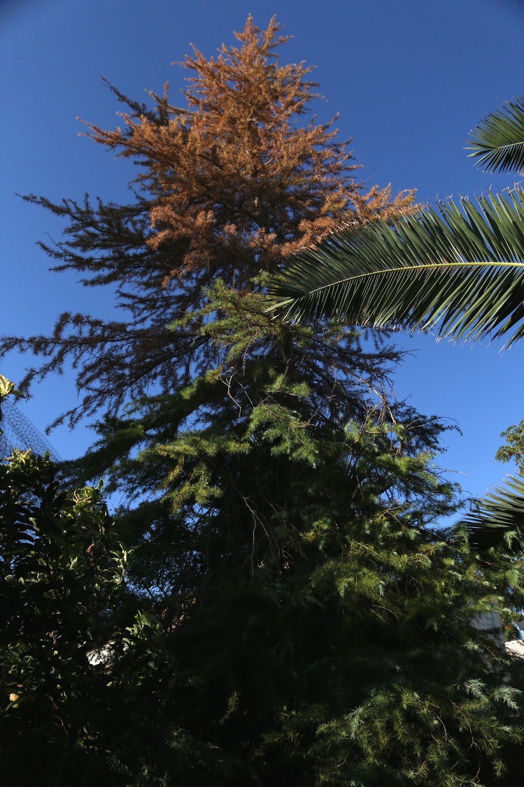 Xtremehorticulture of the Desert Pine Top Dieback Means Damage Near Top