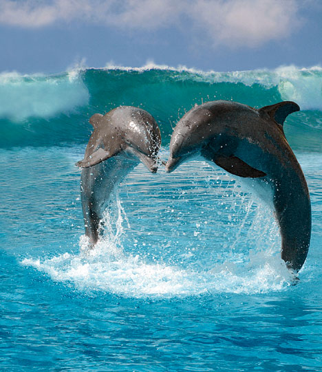 Dolphins :)