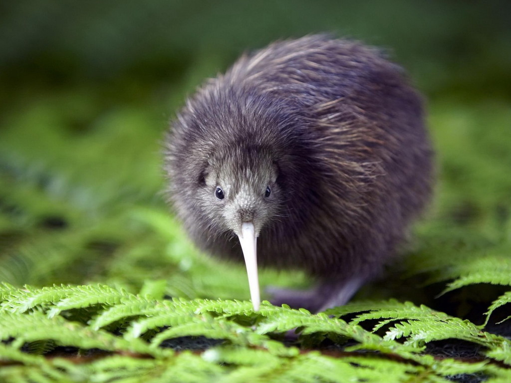 1000 Natural Wonders: #1 The Little Kiwi